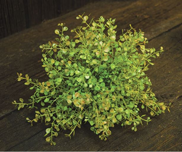 6" Baby's Grass Table Piece